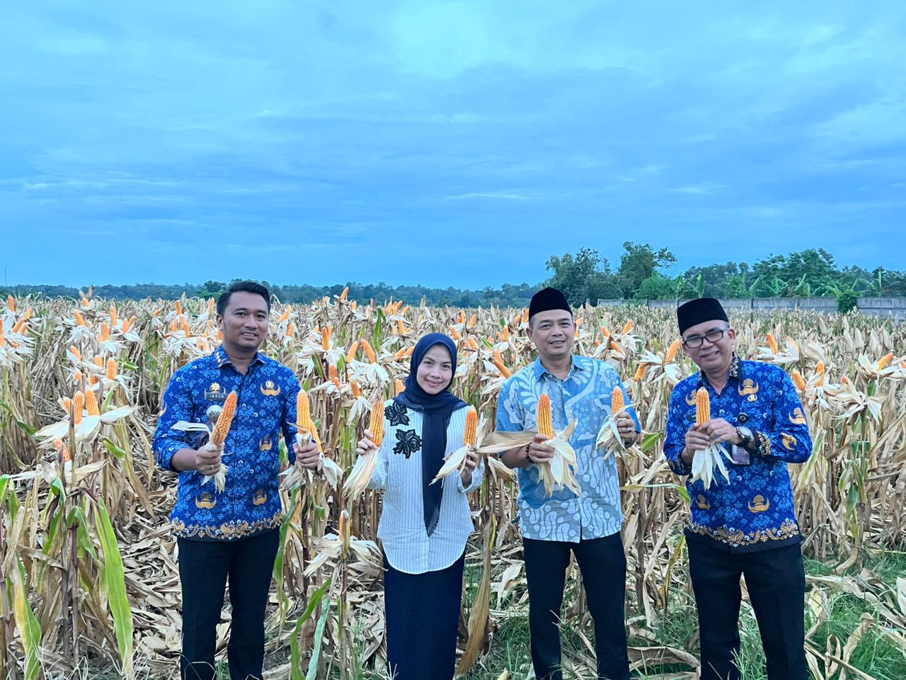 panen-jagung-di-kopo-bupati-serang-ratu-zakiyah-sebut-mewujudkan-swasembada-pangan