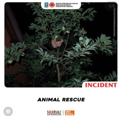 penanganan-animal-rescue-sarang-tawon