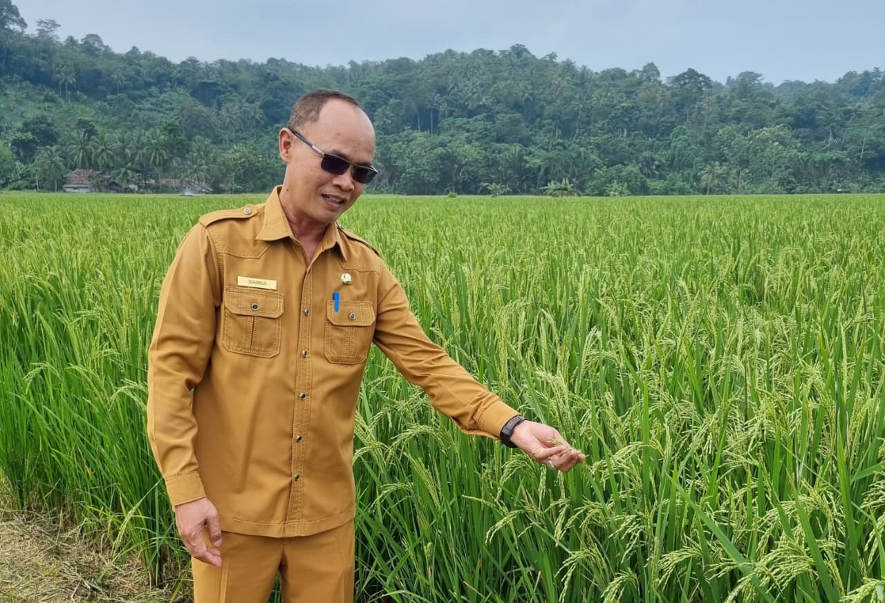 penurunan-harga-pupuk-subsidi-petani-kabupaten-serang-optimis-tingkatkan-produksi