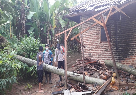 pohon-kelapa-tumbang-dan-menimpa-rumah-salah-satu-warga-di-desa-pasirwaru-kec-mancak